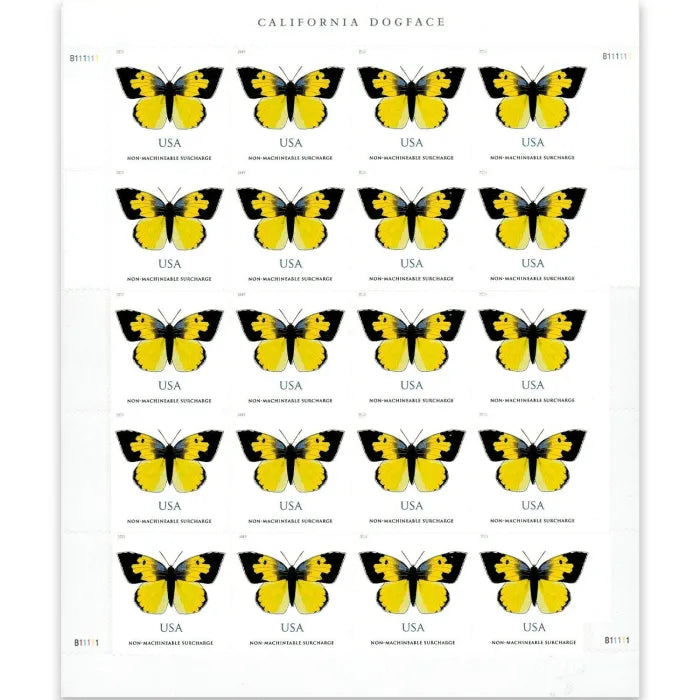 California Dogface Butterfly 2019